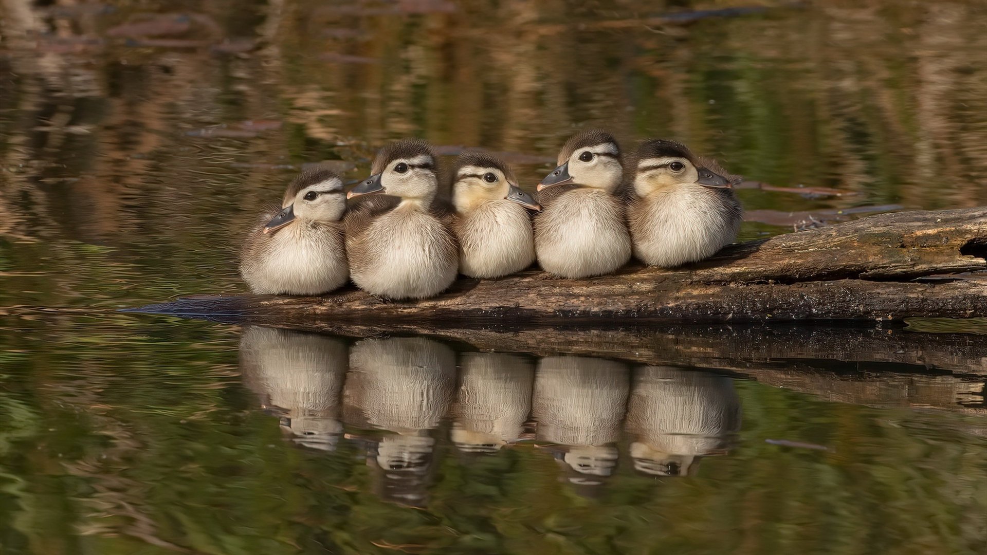 NBA联盟重磅宣布:下赛季全新规则细则,nba赛程下个赛季什么时候开始