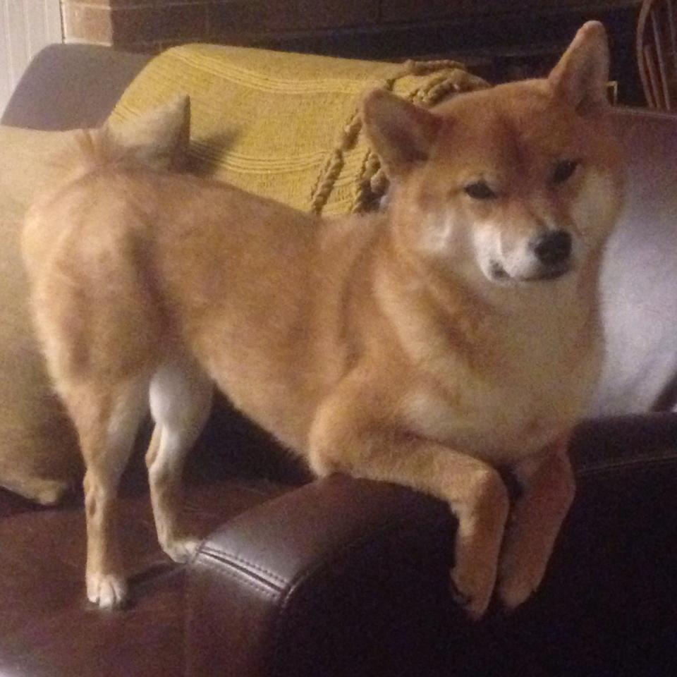 NBA官方发布季后赛新规,比赛策略或将改变,nba季后赛比赛赛制