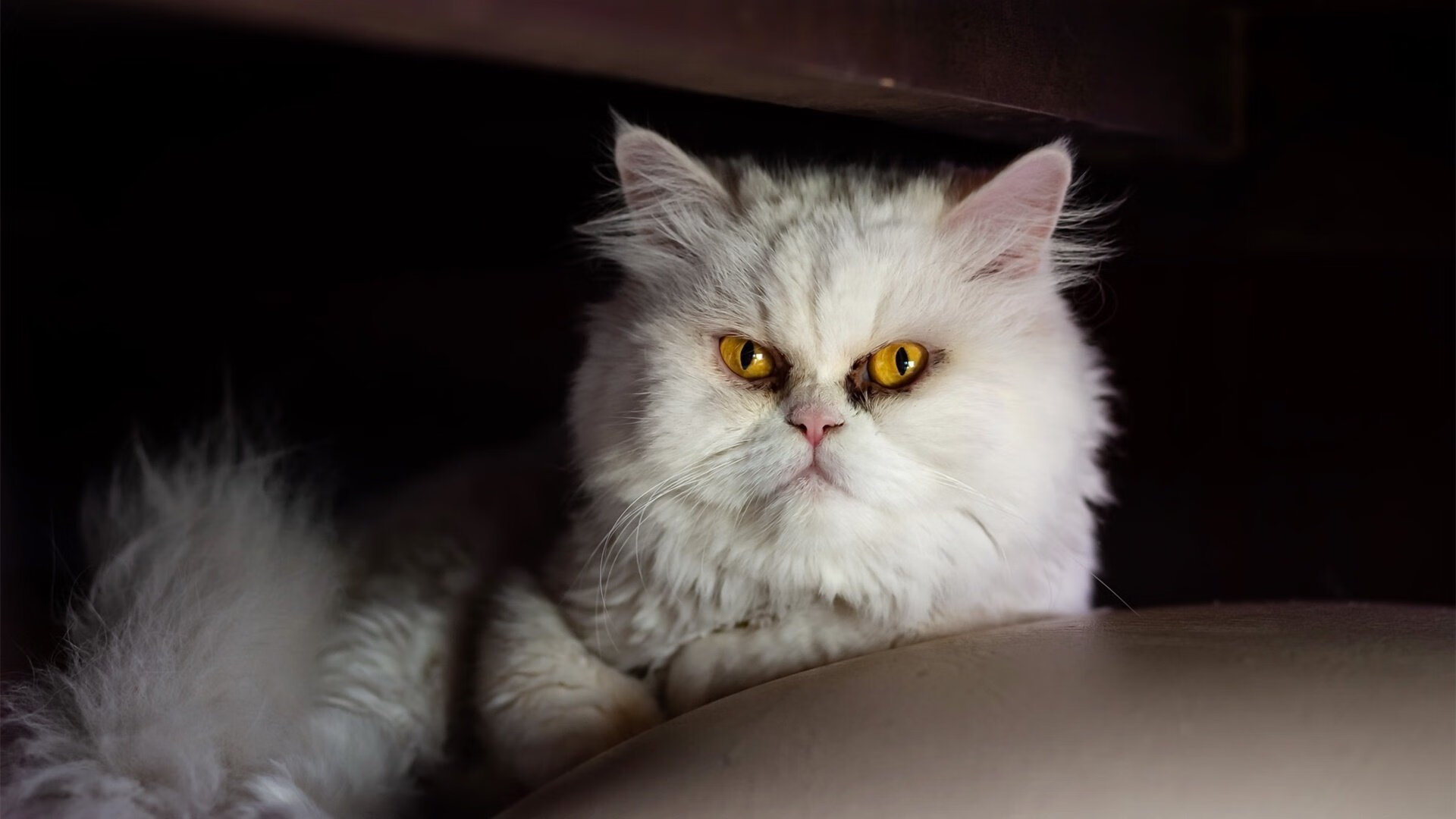 爱游戏娱乐网址-“全明星盛典：球场技巧与娱乐的完美融合”，全明星盛宴