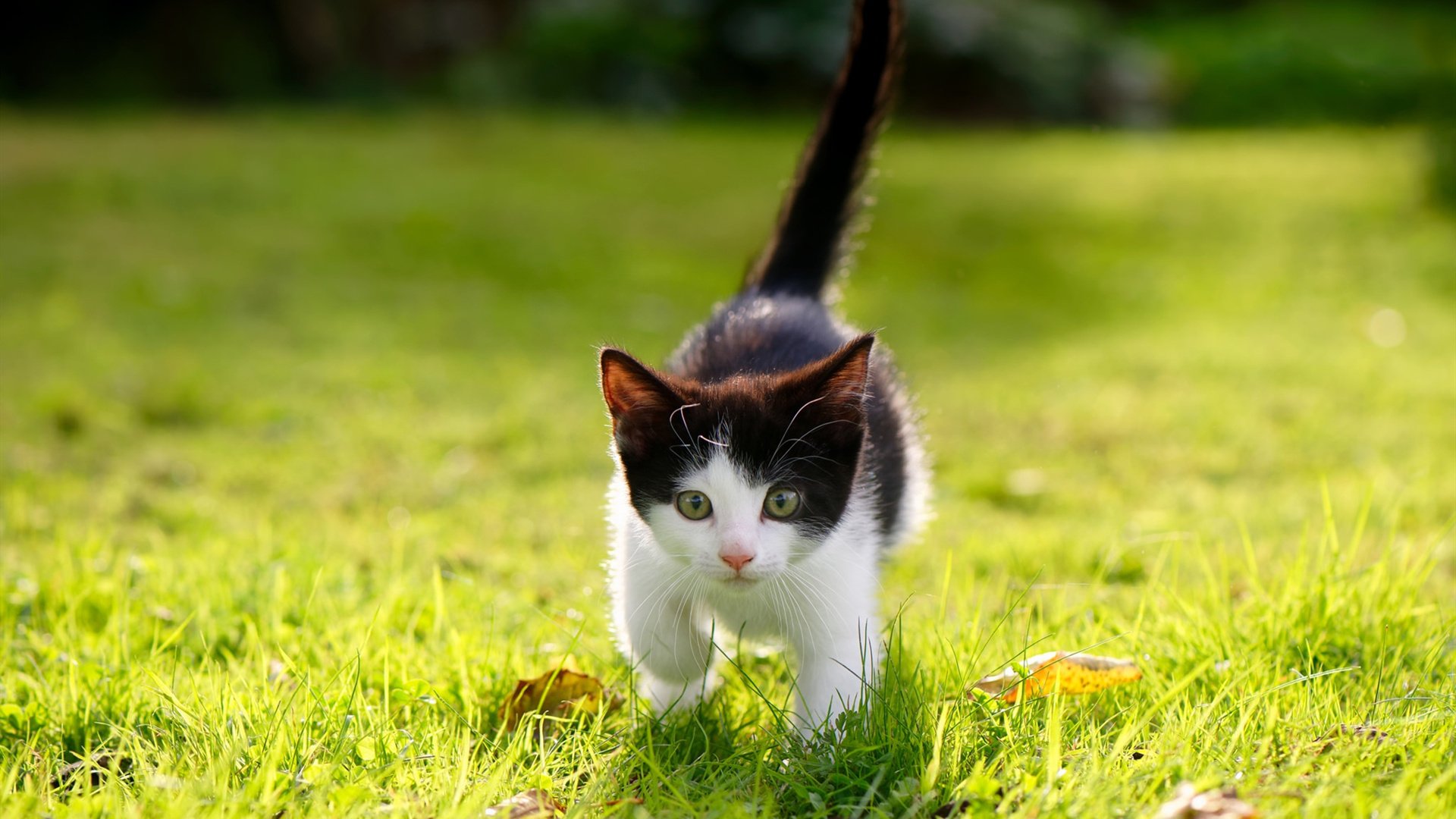 绿色环保行动:NBA迈向可持续发展的未来,绿色环保行为