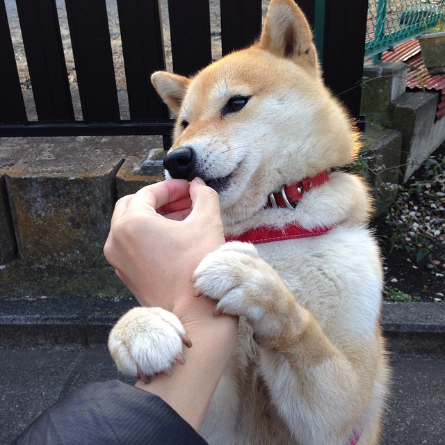 爱游戏-C9迎战LPL战队赛前前瞻，c9战队首发