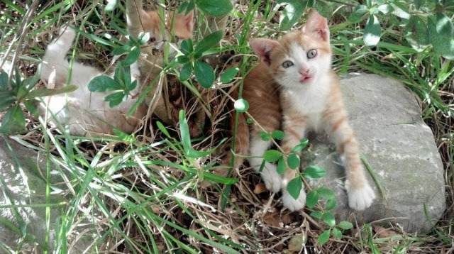 《独行侠球迷期待球队在休赛期进行积极操作》,独行侠休赛期交易资讯