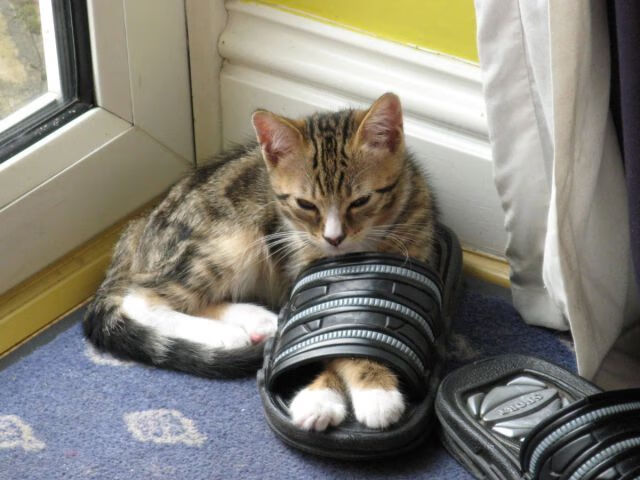 公牛压哨战胜凯尔特人,全明星赛前哨战中德罗赞罚球绝杀,公牛对凯尔特人罗斯惊艳25分7