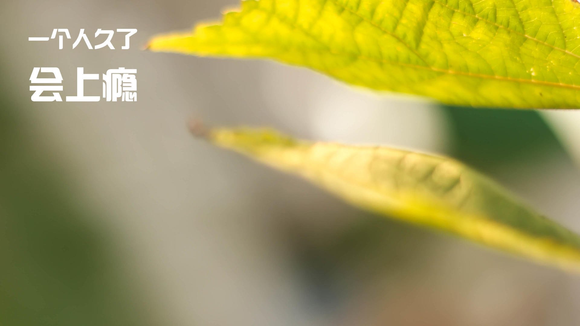 巴恩斯利主场主场大胜，球队士气高涨，目标冲击冠军，巴恩斯利老板