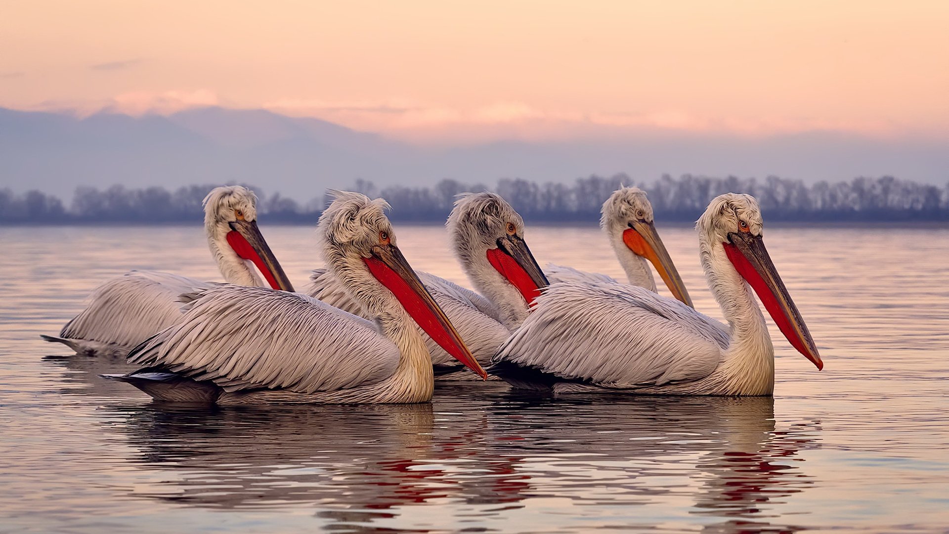 爱游戏体育APP下载-智利队在国际足球赛事中展现出色表现，智利足球队员