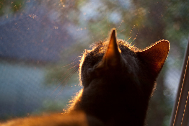 爱游戏电竞-欧洲国家队的激烈比拼，场场都是生死较量，欧洲国家队排名前十