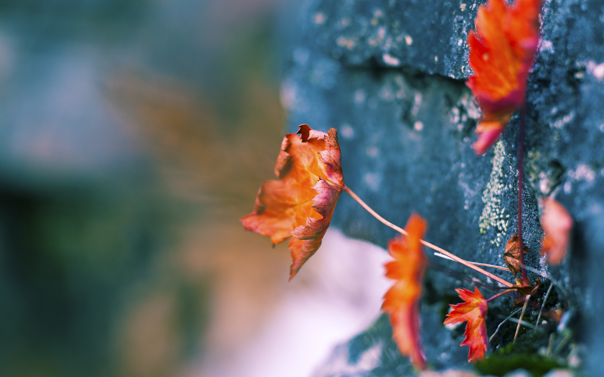 中国青少年篮球普及政策实施效果分析,《中国青少年篮球训练教学大纲》