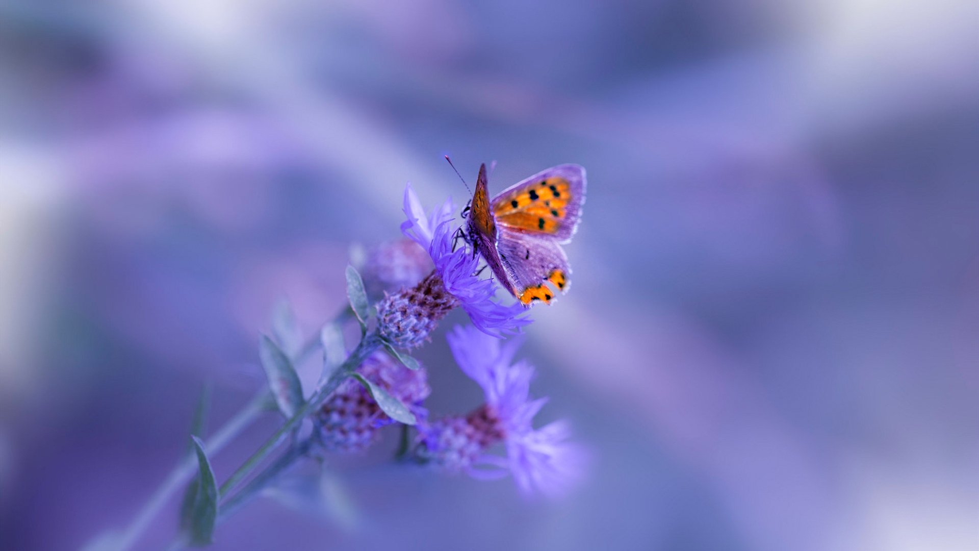 西甲球队通过心率变异性监控调整赛中体能分配