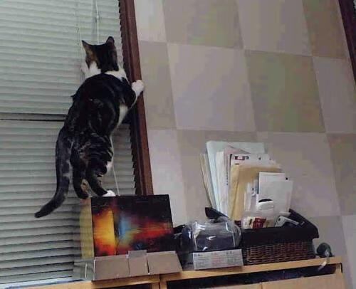 混合泳全能型选手大放异彩,混合泳什么意思