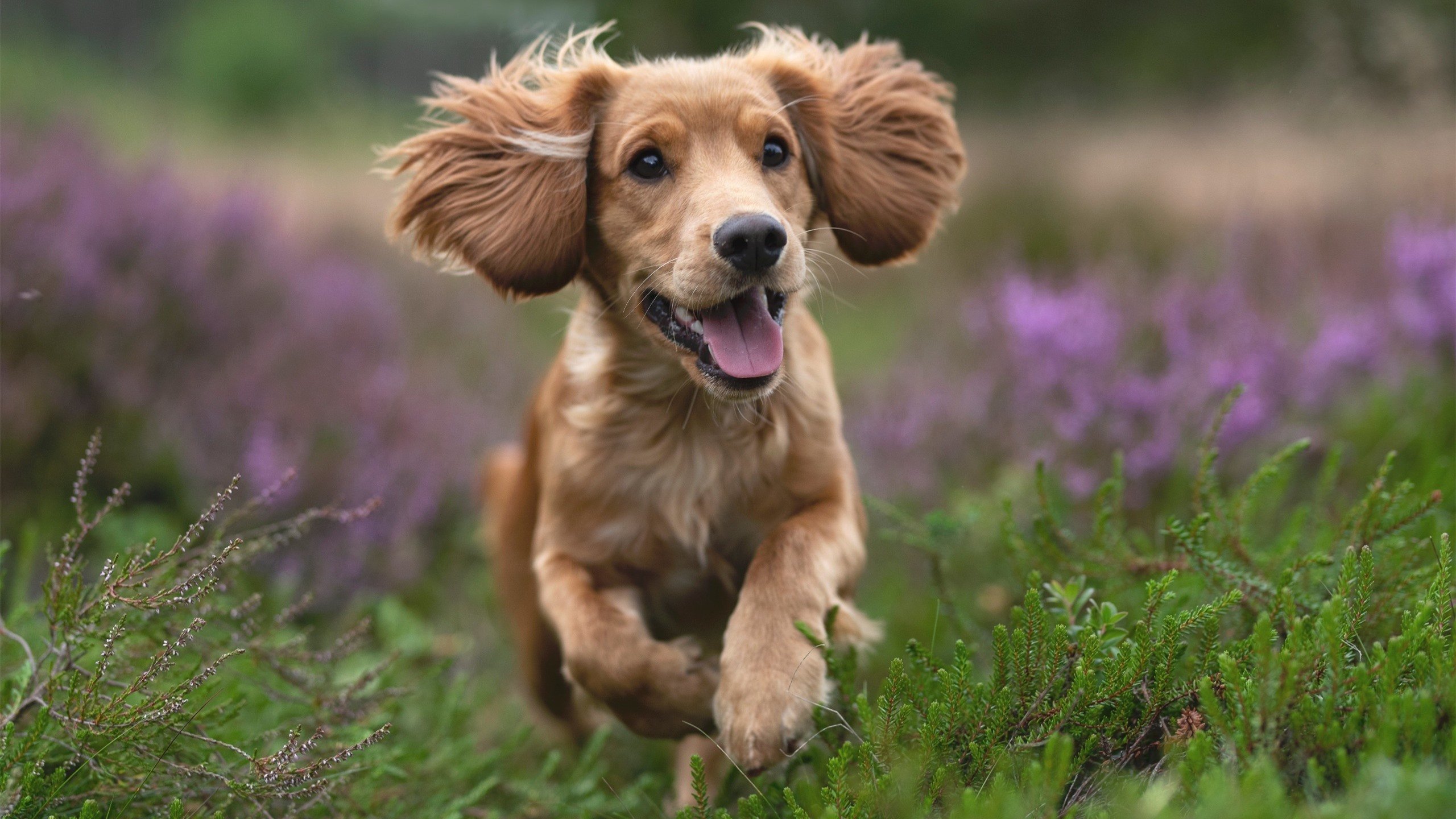 国内各城市积极打造校园足球文化为未来铺路,校园足球文化建设课题