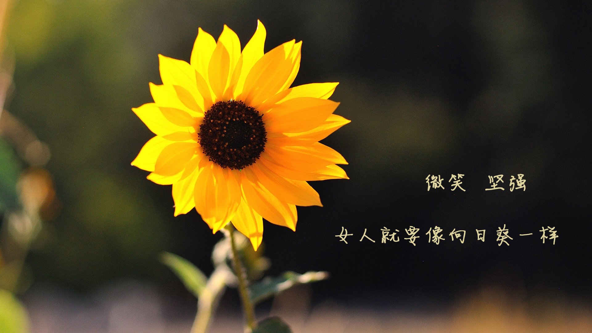 德甲激情碰撞:攻守激情全面爆发!,德甲 集锦