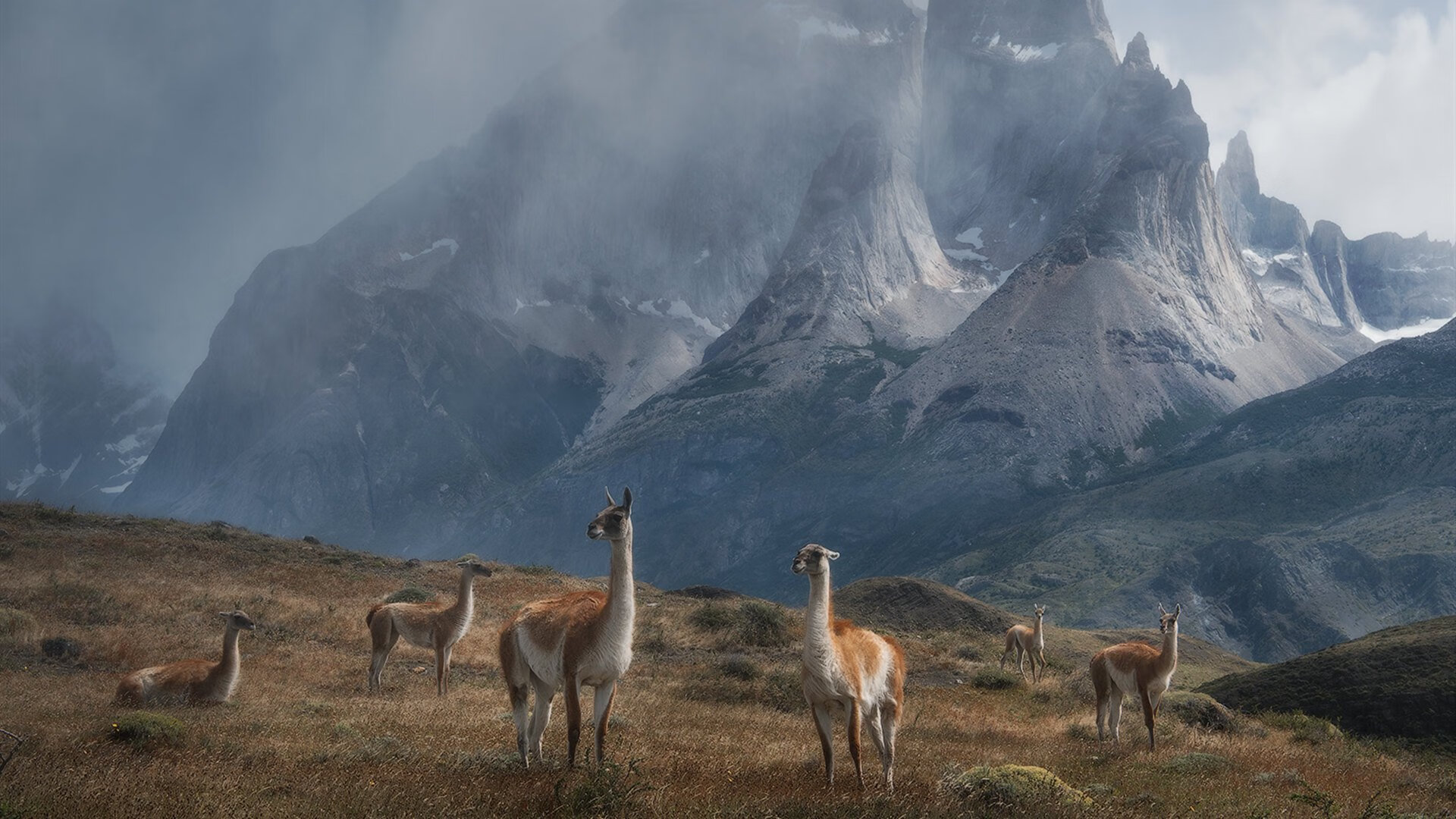 澳大利亚橄榄球队展示年轻球员的崭新面貌,澳大利亚橄榄球运动员