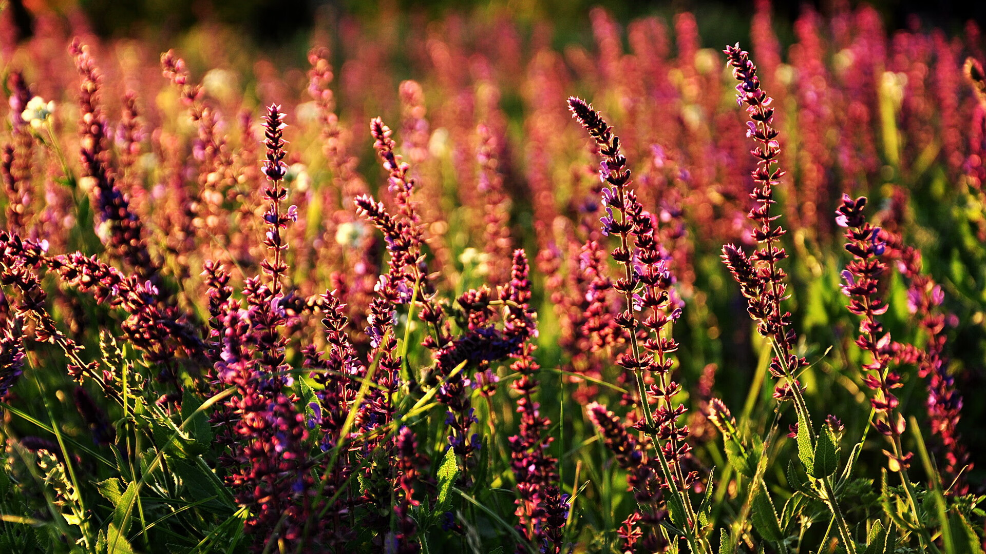 爱游戏体育APP下载-美洲杯风云变幻：逆袭、绝杀、奇迹不断上演，美洲杯经典