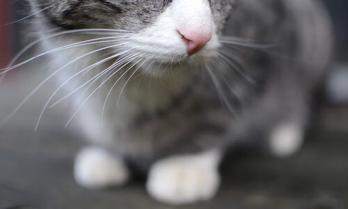 荷兰水球男队展现团队战斗力，荷球被称为荷兰式的篮球