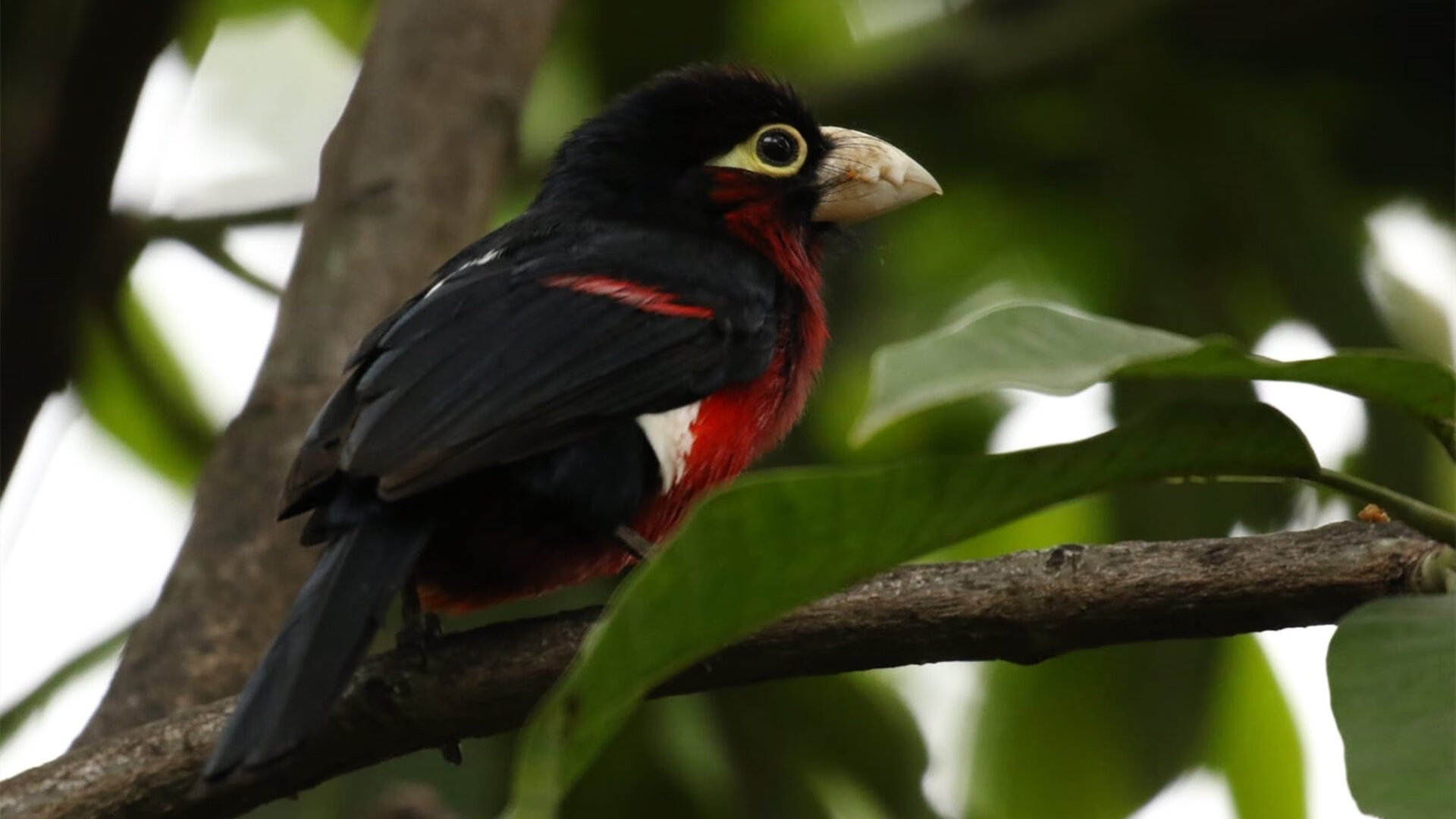 -西蒙决赛冲线前完成反超，西蒙在哪个球队