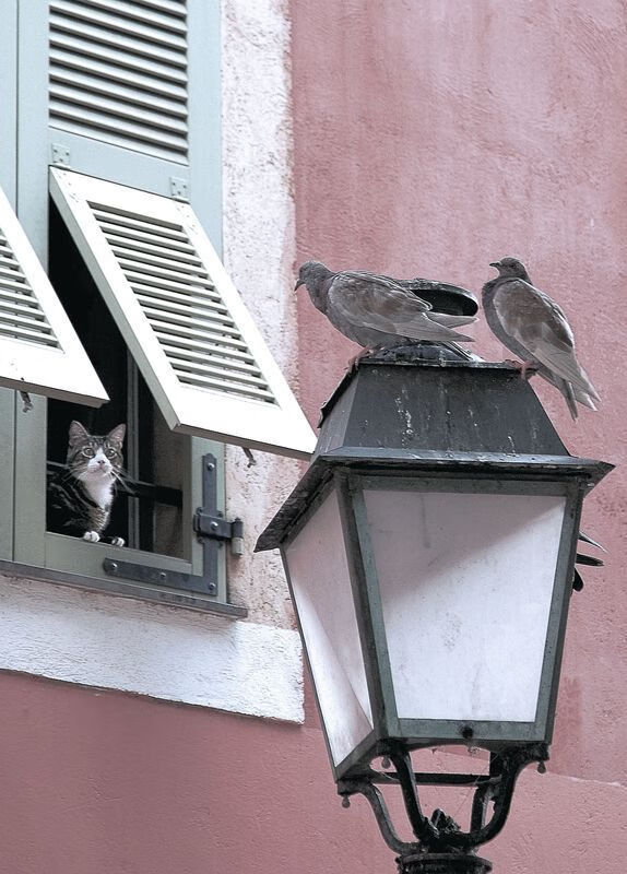 跳水难度升级瑞士挑战极限,跳水reverse